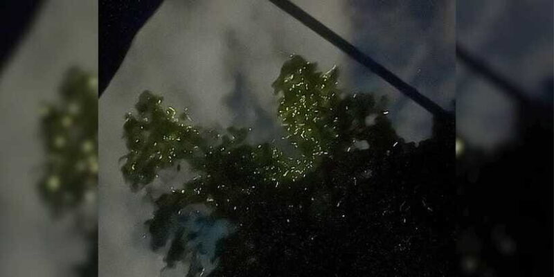 Shared Firefly Watching Cruise on Bohols Scenic Loboc River - The Sum Up