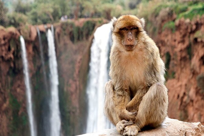 Shared Group Day Trip From Marrakech to Ouzoud Falls - Itinerary for the Day Trip