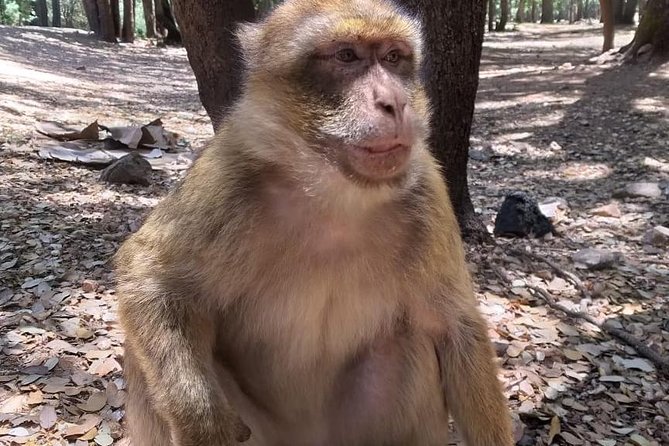 Shared Group Day Trip to Middle Atlas From Fez - Logistics and Inclusions for the Trip