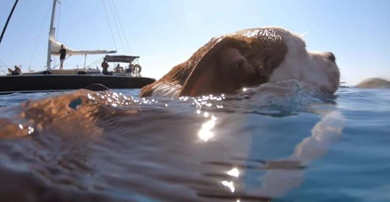 Shared Half Day Cruise in Athenian Riviera - Good To Know