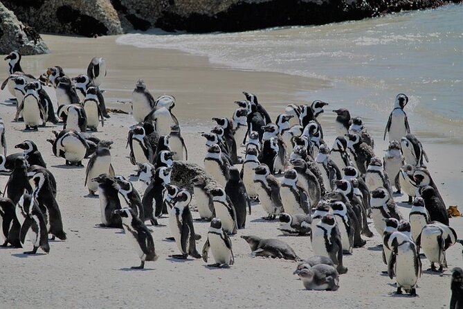 Shared Half Day Tour in Cape Peninsula With African Penguins - Tour Overview