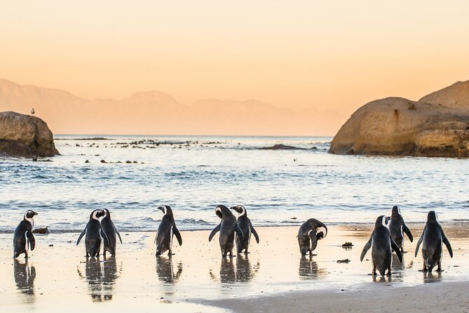 Shared Half Day Tour in Cape Peninsula With African Penguins - Customer Reviews