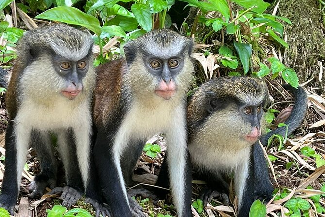 Shared Island Tour With Lunch & Admissions - Itinerary Overview