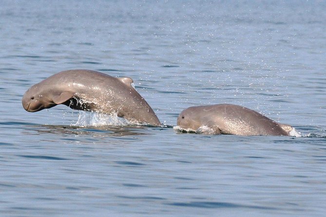 Shared Mangrove & Irrawaddy Dolphin Watching Cruise - Cruise Itinerary