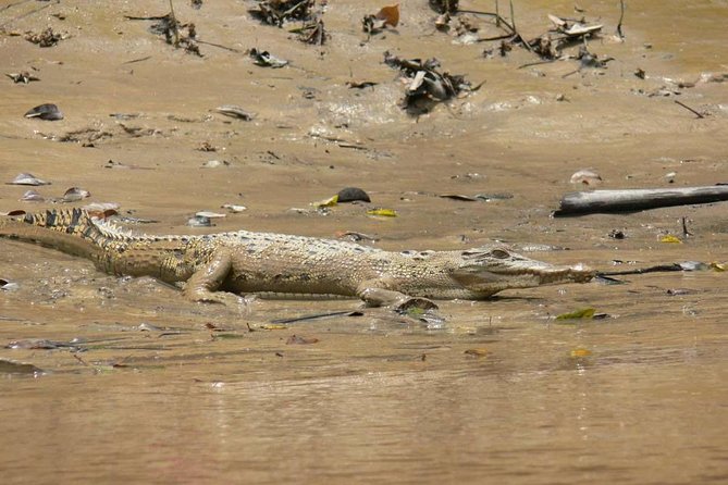 Shared Mangrove & Irrawaddy Dolphin Watching Cruise - Customer Reviews
