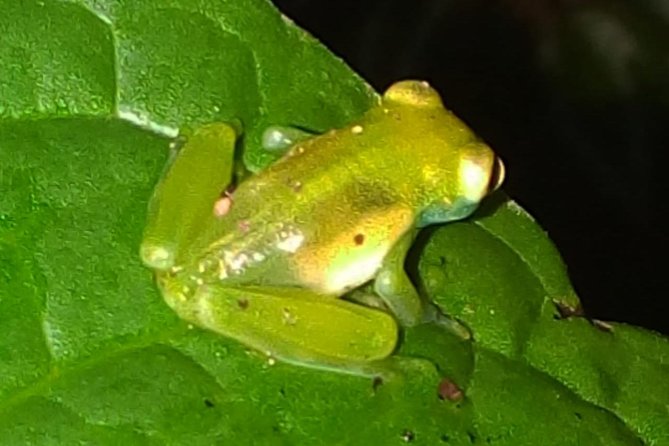 Shared Monteverde Night Tour - Good To Know