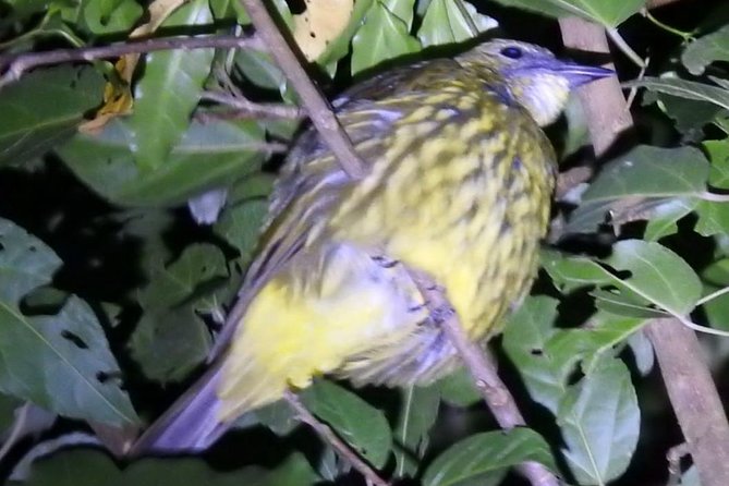 Shared Monteverde Night Tour - Practical Information