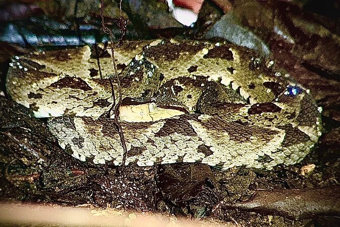 Shared Night Tour Forest Experience in Manuel Antonio - Tour Schedule and Inclusions