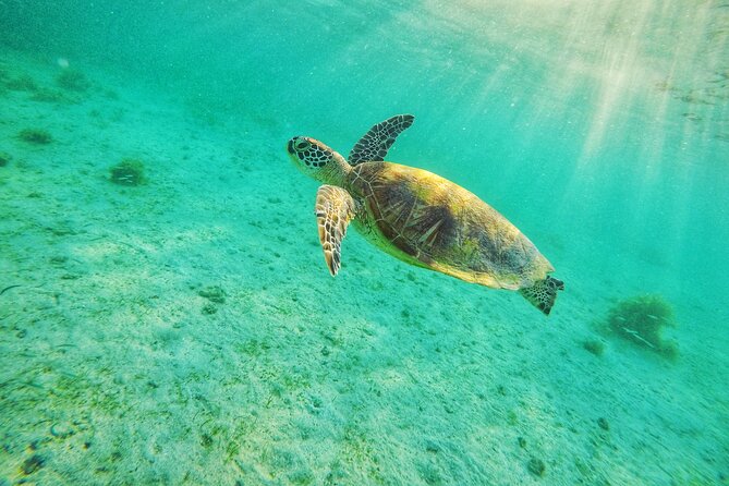 Shared Port Barton Island Hopping Tour With Turtle Watching - Tour Overview