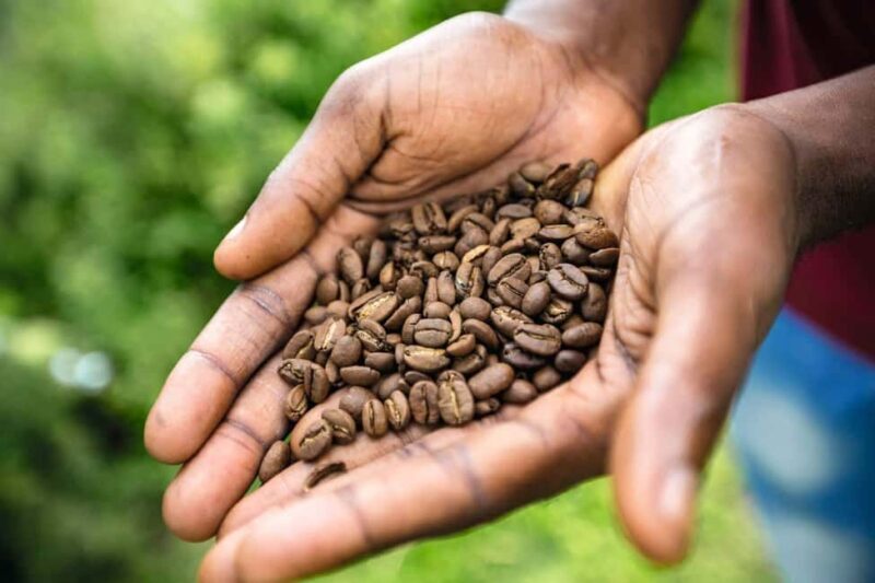 Shared/Private Full Day Blue Mountains Tour -Top Attractions - What to Expect on the Tour