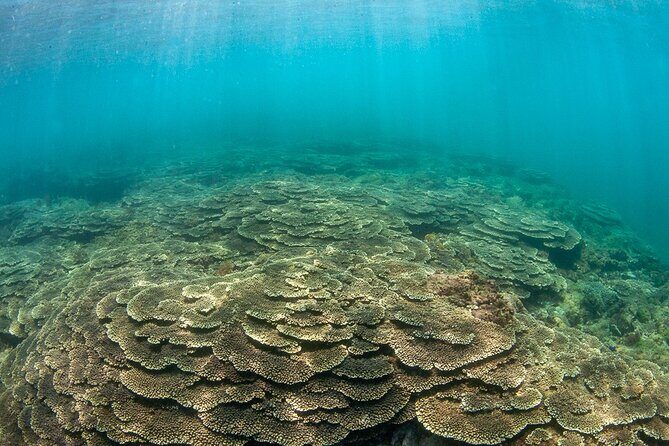 Shared Scuba Diving Trip in Kushimoto - A Closer Look at the Experience