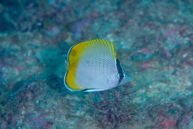 Shared Scuba Diving Trip in Kushimoto - Final Thoughts: Is It Worth It?