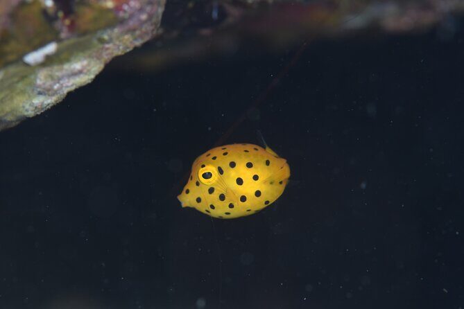 Shared Scuba Diving Trip in Kushimoto - Who Should Consider This Experience?