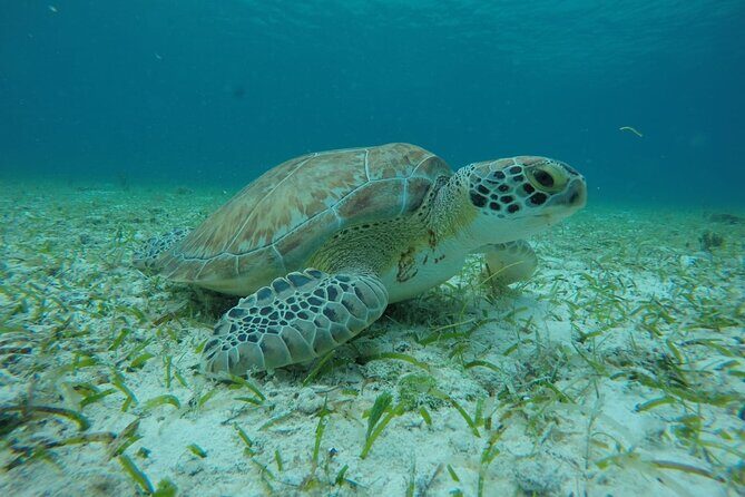 Shared Sky Snorkeling in Cozumel - FAQs