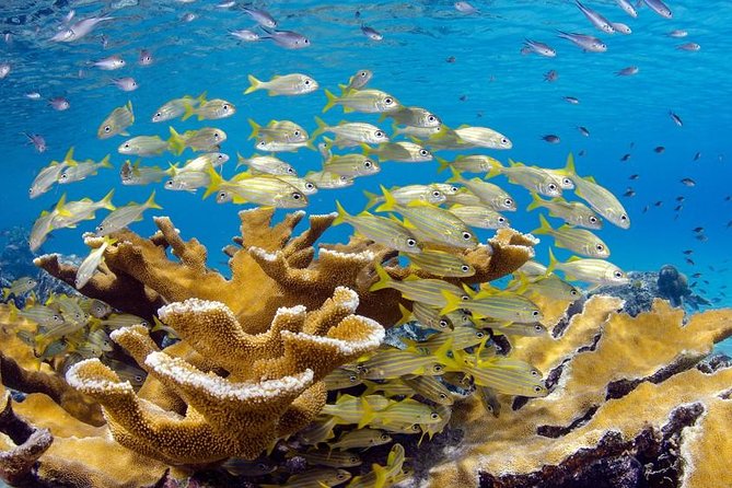 Shared Snorkeling Half-Day Tour in Punta Cana - Traveler Photos and Reviews