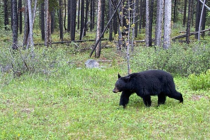 Shared Tour: Lake Louise, Moraine Lake & Emerald Lake - Who Would Love This Tour?