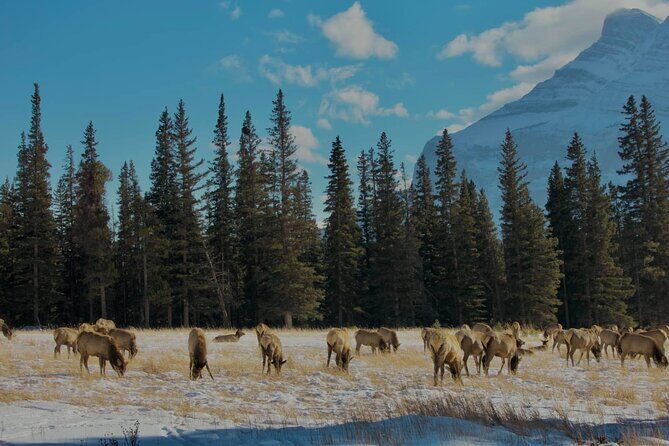 Shared Tour: Moraine Lake and Lake Louise from Calgary - Limitations and Considerations