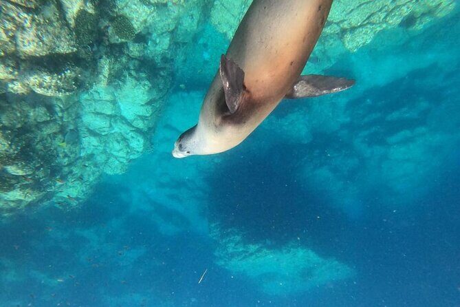 Shared Tour to Isla Espíritu Santo and Snorkeling with Sea Lion - Exploring the Isla Espíritu Santo and Snorkeling with Sea Lions: A Practical Review