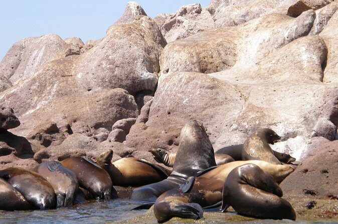 Shared Tour to Isla Espíritu Santo and Snorkeling with Sea Lion - The Sum Up: Who Will Enjoy This Tour?