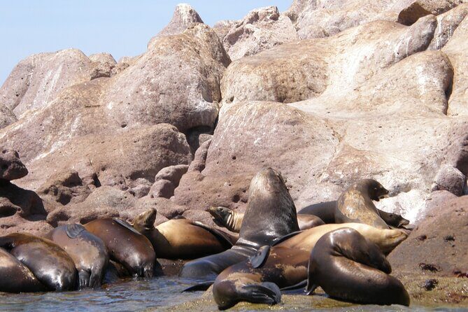 Shared Tour to Isla Espíritu Santo and Snorkeling with Sea Lion - Final Thoughts
