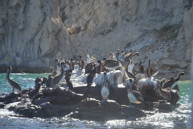 Shared Tour to the Arch of Cabo San Lucas - Glass Bottom Boat Experience
