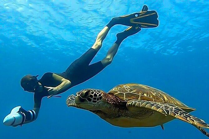 Shared Transfer : Moorea Airport (or) Pier to Hotel - Who Will Love This Transfer?