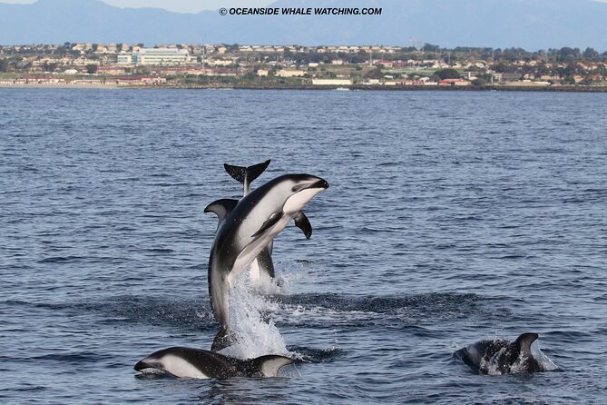 Shared Two-Hour Whale Watching Tour From Oceanside - Common Questions