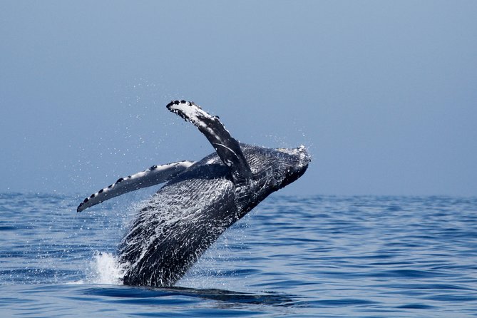 Shared Two-Hour Whale Watching Tour From Oceanside - The Sum Up