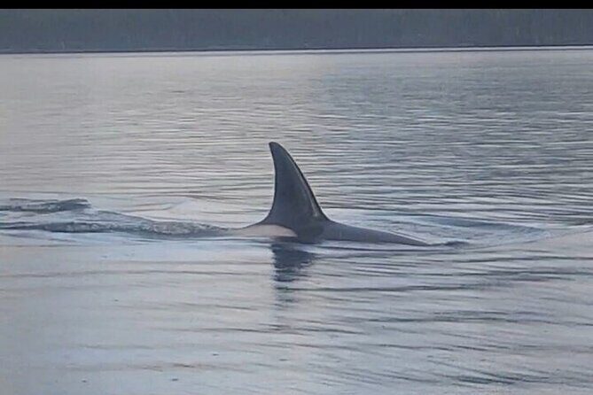 Shared Whale and Wildlife Viewing - A Deep Dive into the Experience