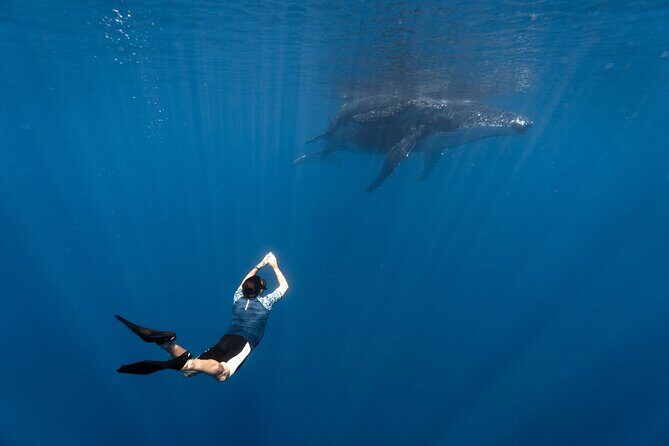 Shared Whale Expedition - Good To Know  