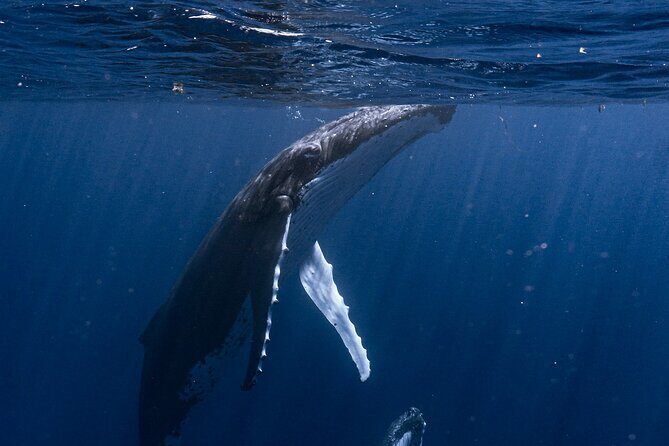 Shared Whale Expedition - Final Thoughts  