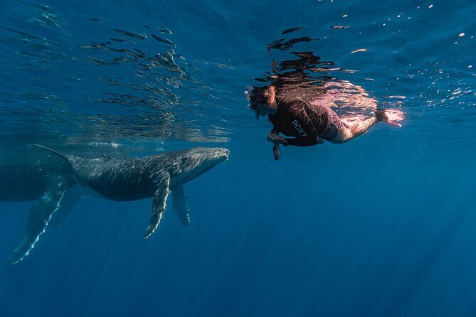 Shared Whale Expedition - FAQ  