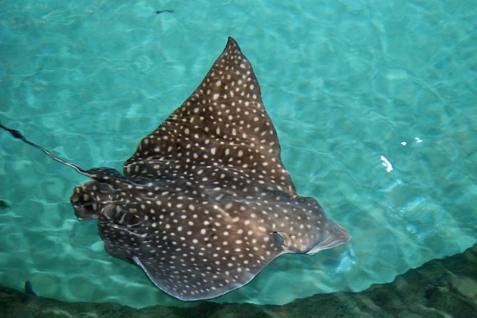 Shark and Wildlife Viewing Adventure in Key West - Wildlife Viewing Opportunities