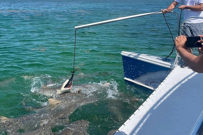 Shark and Wildlife Viewing Adventure in Key West - Shark Attraction Methods