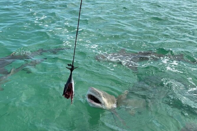 Shark and Wildlife Viewing Adventure in Key West - Unforgettable Tour Highlights