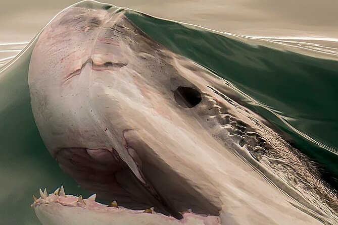 Shark Cage Dive in Gansbaai See Bronze & Other, Sometimes Great Whites - Shark Species to Spot