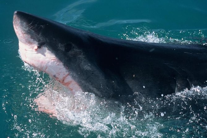 Shark Cage Dive in Gansbaai See Bronze & Other, Sometimes Great Whites - Cancellation Policy