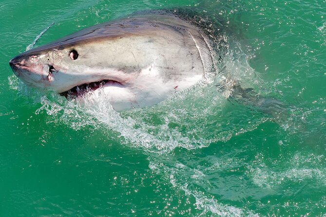 Shark Cage Dive in Gansbaai See Bronze & Other, Sometimes Great Whites - Traveler Photos and Reviews