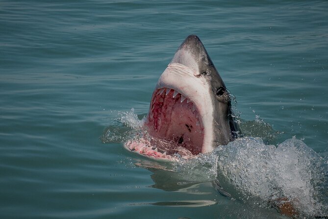 Shark Cage Dive in Gansbaai See Bronze & Other, Sometimes Great Whites - Common Questions