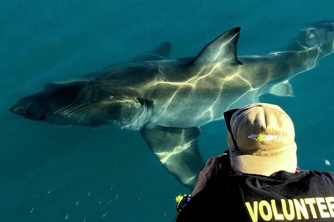 Shark Cage Diving - Safety Measures and Equipment