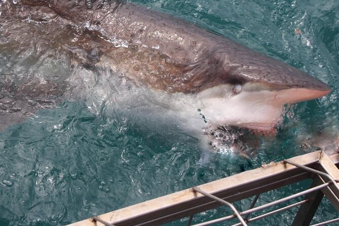 Shark Cage Diving and Viewing From Cape Town - Tour Details and Requirements