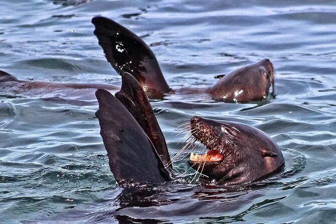 Shark Cage Diving and Viewing From Hermanus - Overview and Experience