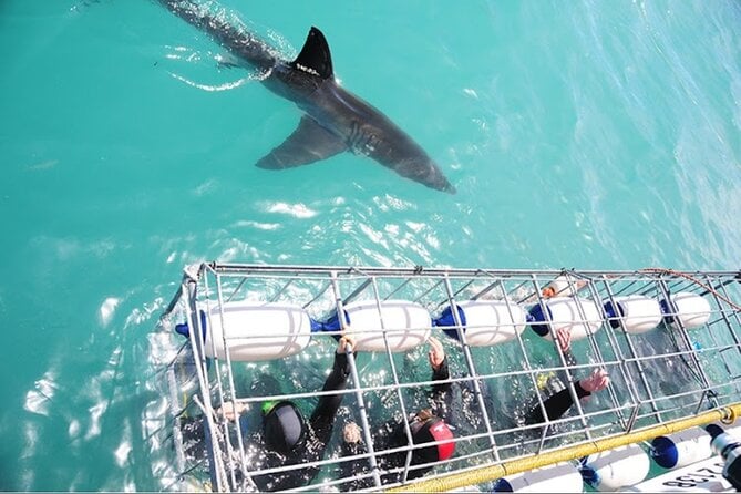 Shark Cage Diving and Viewing ,Gansbaai,Hermanus From Cape Town - Good To Know