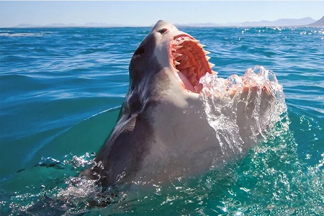 Shark Cage Diving and Viewing ,Gansbaai,Hermanus From Cape Town - Notable Information