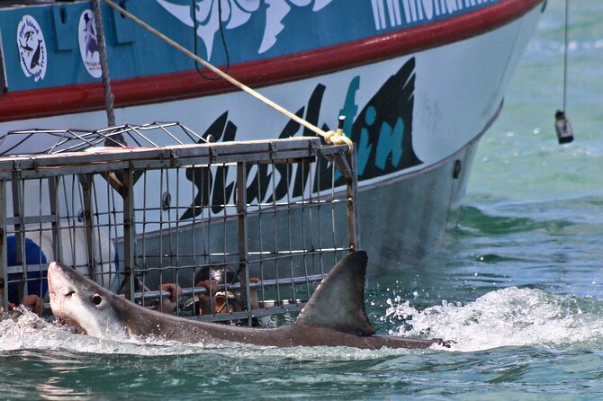 Shark Cage Diving and Viewing With Transport From Cape Town - Diving Into the Water With Sharks