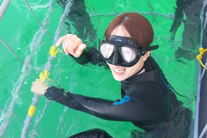 Shark Cage Diving - The Sum Up