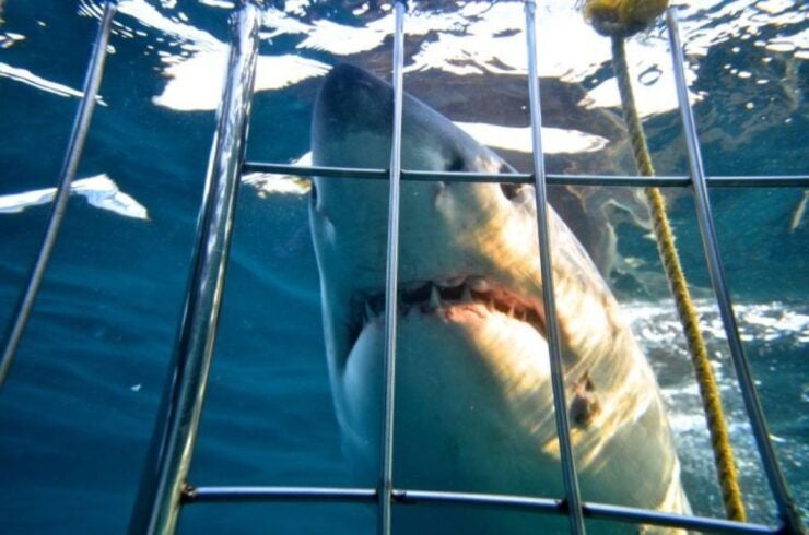 Shark Cage Diving: Full Day Tour Transfer - Full Day Itinerary