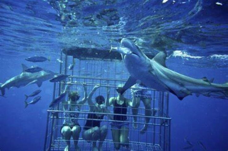 Shark Cage Diving: Full Day Tour Transfer - The Sum Up