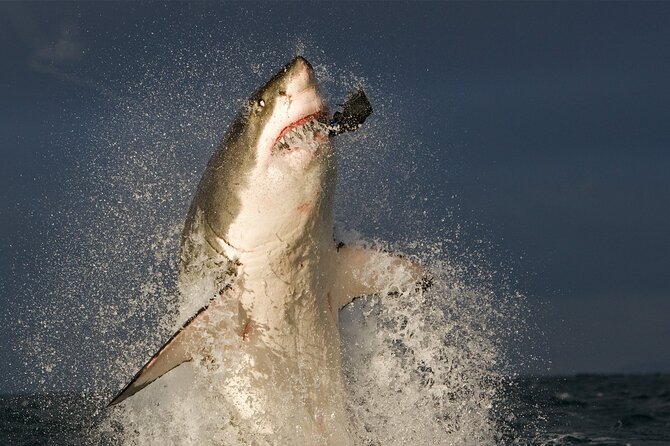 Shark Cage Diving in Cape Town - Safety Guidelines and Precautions