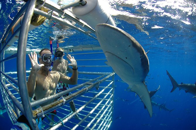 Shark Cage Diving In Oahu - Pricing and Booking Information